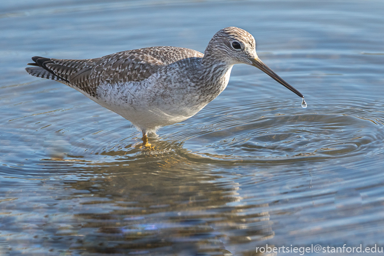 shoreline park